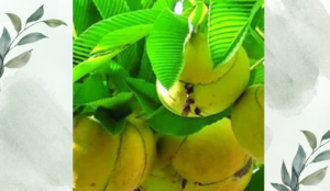 চালতার পরিচিতি ও ভেষজ গুণাবলি