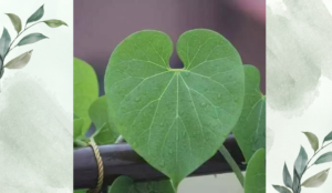 গুলঞ্চের-পরিচিতি-ও-ভেষজ-গুনাবলী