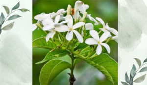 কুড়চির পরিচিতি ও ভেষজ গুণাবলি