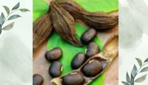 কাকমাচীর পরিচিতি ও ভেষজ গুণাবলি