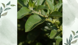 অশ্বগন্ধা