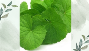 থানকুনির পরিচিতি ও ভেষজ গুণাবলি