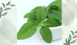 তুলসীর পরিচিতি ও ভেষজ গুণাবলি