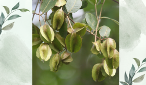 অর্জুনের পরিচিতি ও ভেষজ গুণাবলি