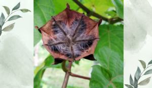 উলটকম্বল