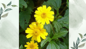 ভৃঙ্গরাজের পরিচিতি ও ভেষজ গুণাবলি