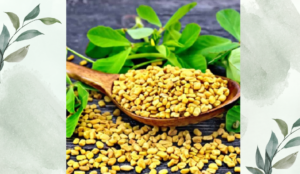 মেথির পরিচিতি ও ভেষজ গুণাবলি: