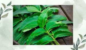নিম পাতা/ Neem leaves