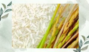 Nutrition Facts of Rice