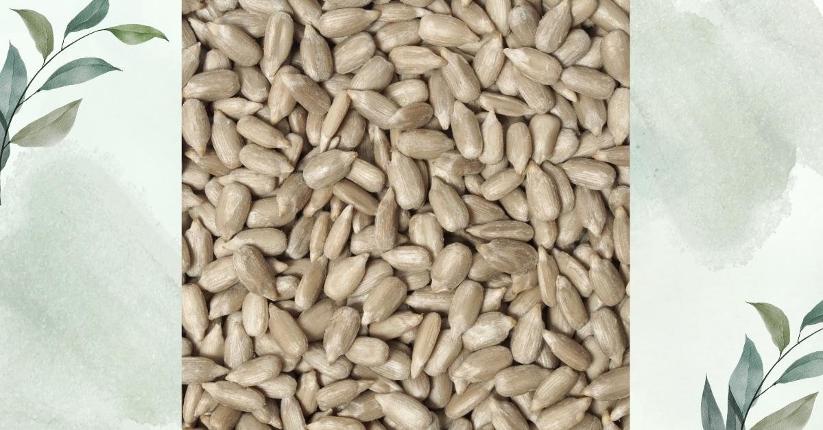 সূর্যমুখী ফুল