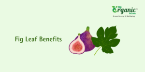 Organic fig leaf benefits