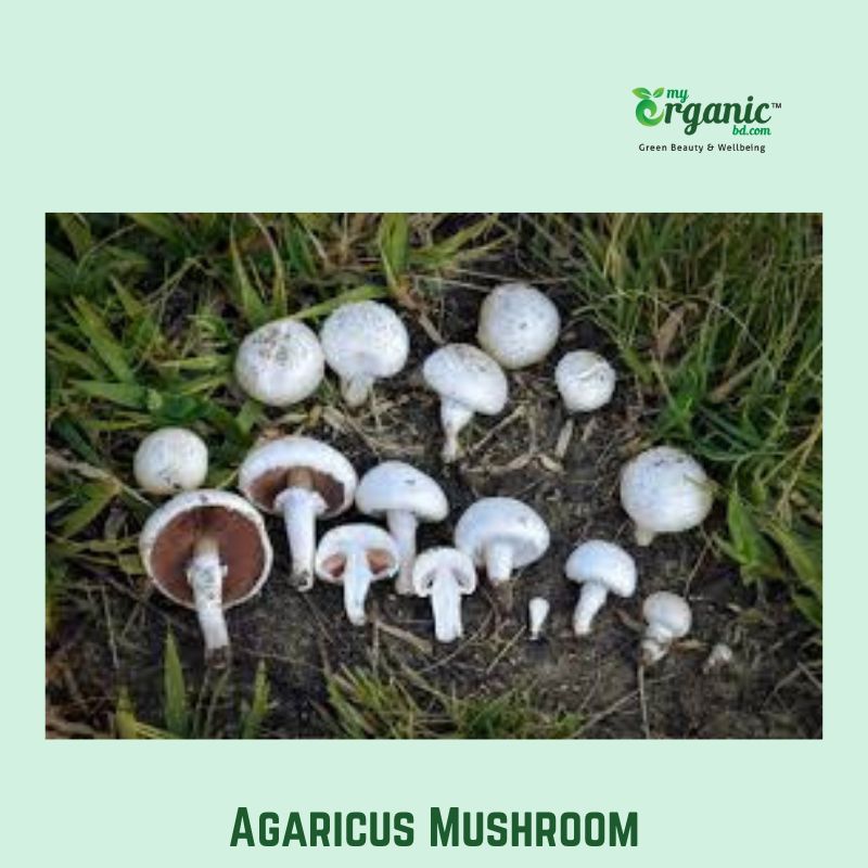 Agaricus medical mushroom