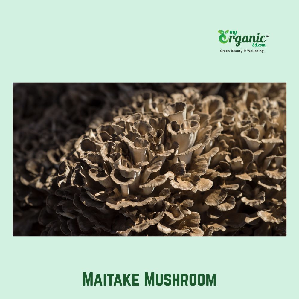 Maitake fungi
