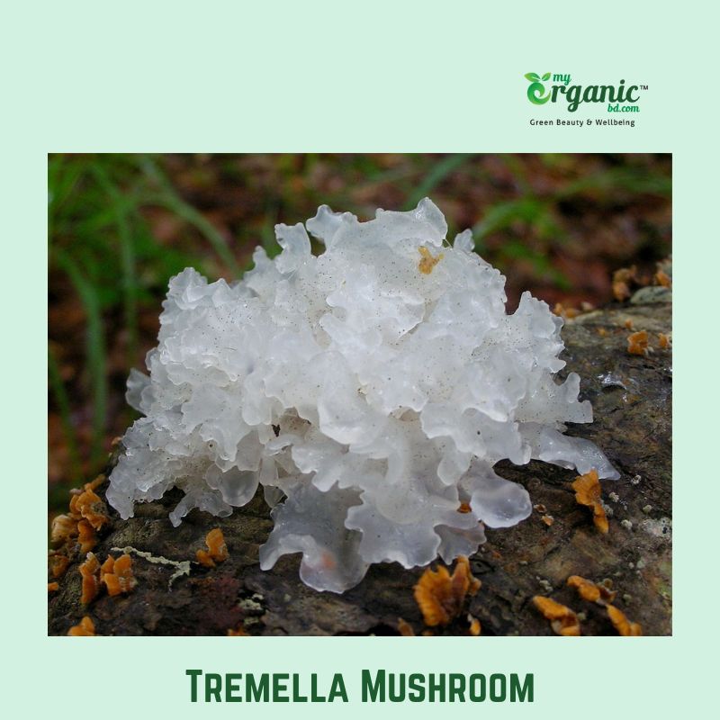 Tremella fungi