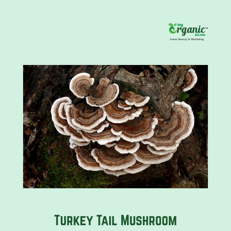 Turkey Tail Mushroom