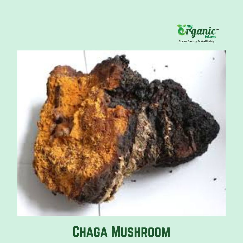 chaga mushroom