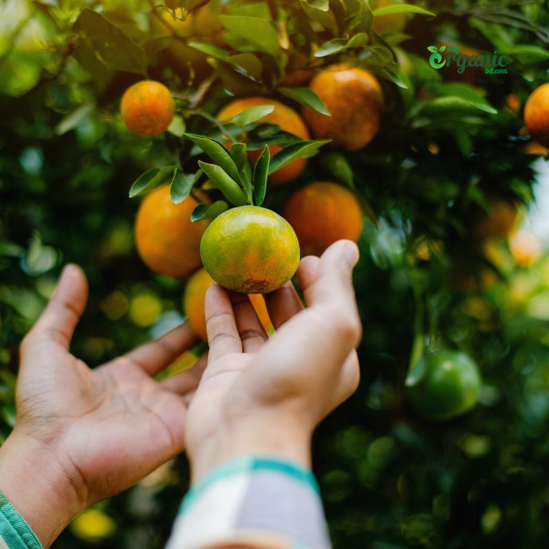 Organic Food