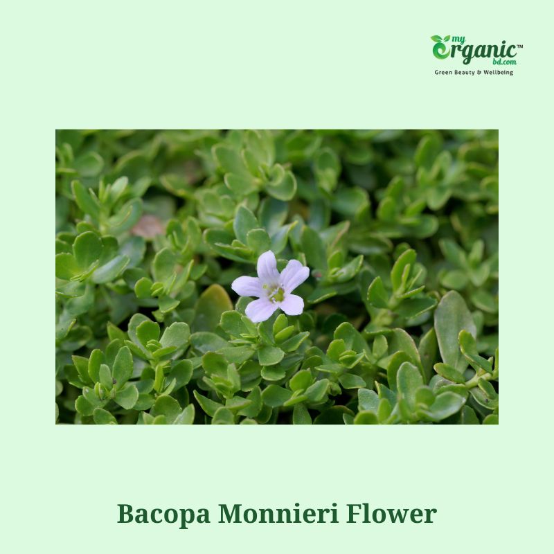 Natural Wellness Bacopa Monnieri: Everything You Should Know 4 Bacopa Monnieri Flower