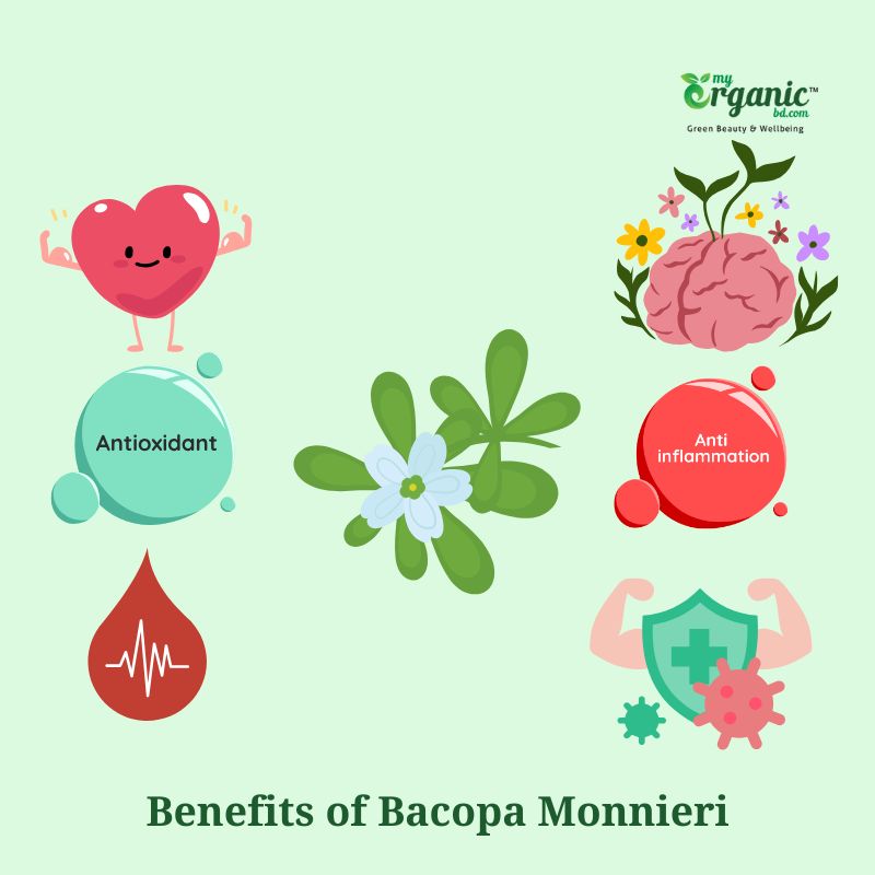 Natural Wellness Bacopa Monnieri: Everything You Should Know 2 Wellness Benefits Of Bacopa Monnieri