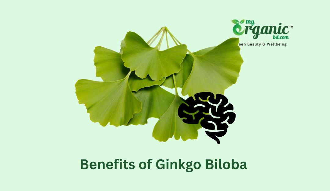 Organic Wellness Ginkgo Biloba: History, Benefits, Uses & More