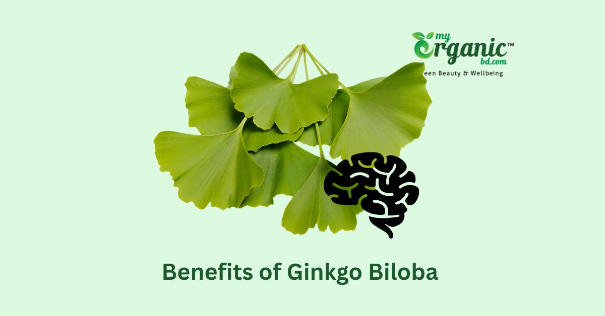 Organic Wellness Ginkgo Biloba: History, Benefits, Uses & More