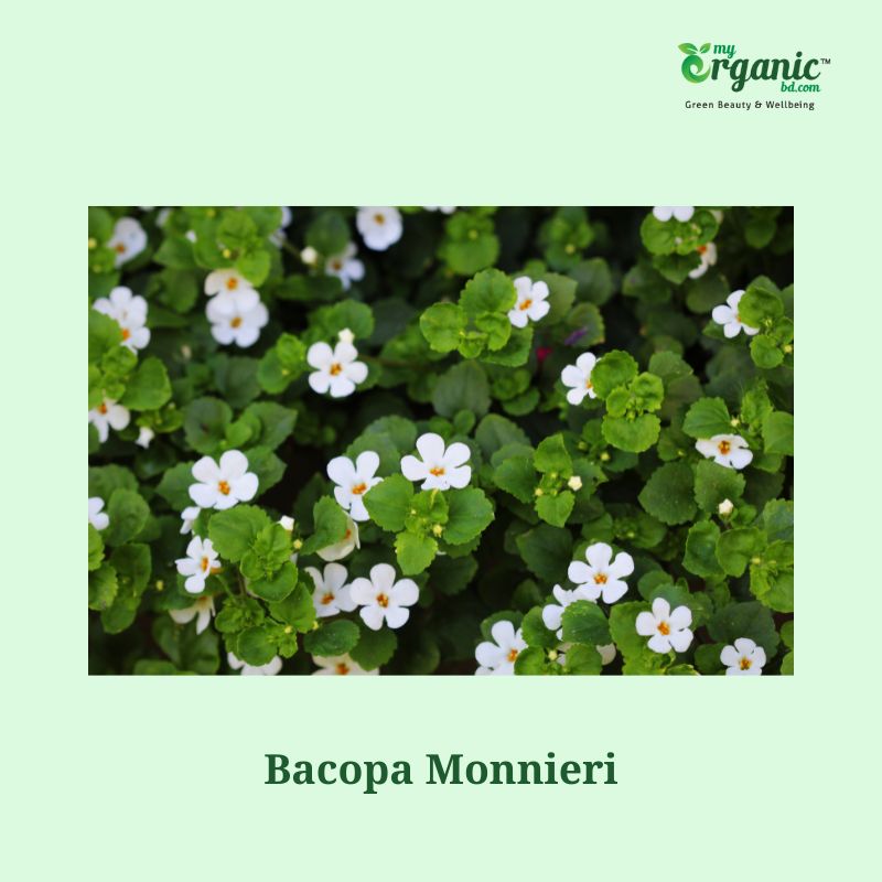 Natural Wellness Bacopa Monnieri: Everything You Should Know 1 Bacopa Monnieri