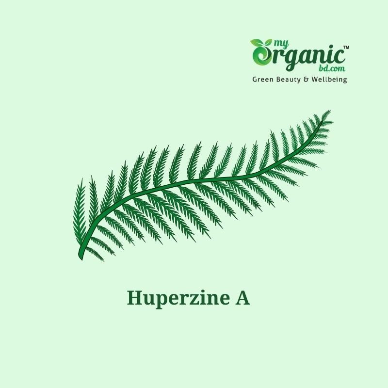 Huperzine A Supplements And Food Source