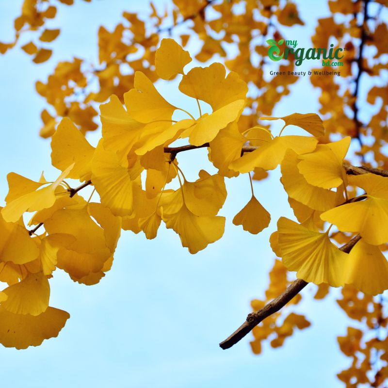 Uses of Ginkgo Biloba