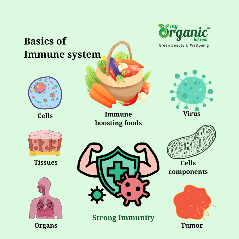 What Are The Basics Of Immune System?