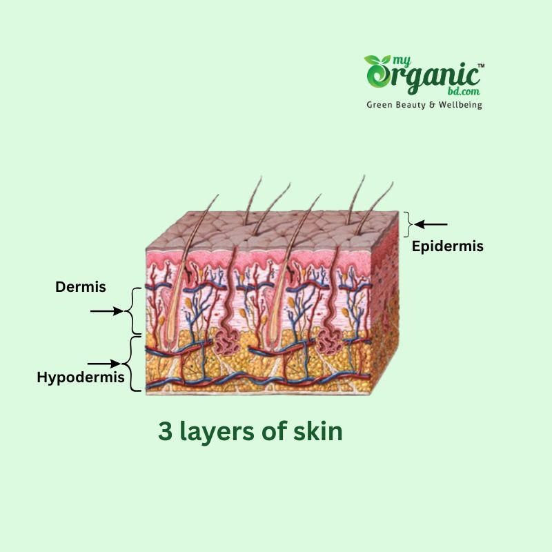 Best Diet for Skin beauty & wellness : Glow Your Beauty from within 1 Why Does Diet Matter The Most For Your Skin Beauty &Amp; Wellness