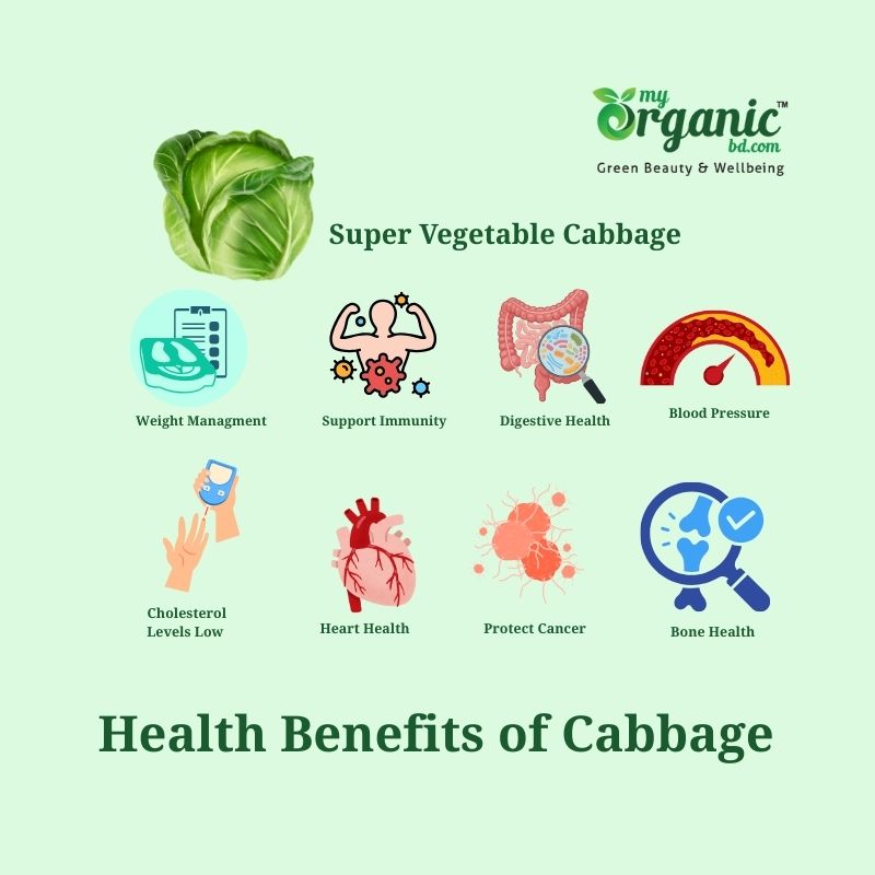 Amazing Cozy Cabbage: Nutrition, Health Benefits & More 6 Health Benefits Of Super Vegetable Cabbage