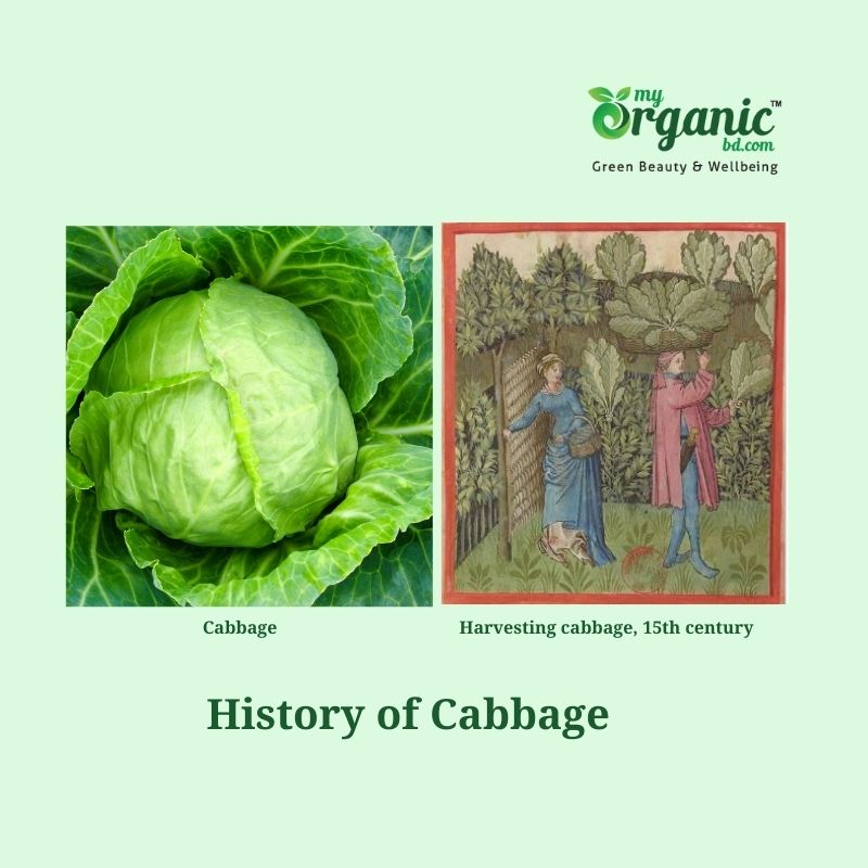 Amazing Cozy Cabbage: Nutrition, Health Benefits & More 2 History Of Cabbage