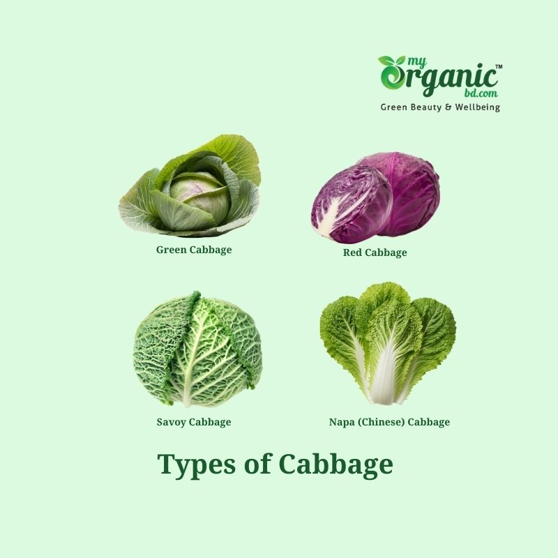 Amazing Cozy Cabbage: Nutrition, Health Benefits & More 3 Types Of Cabbage