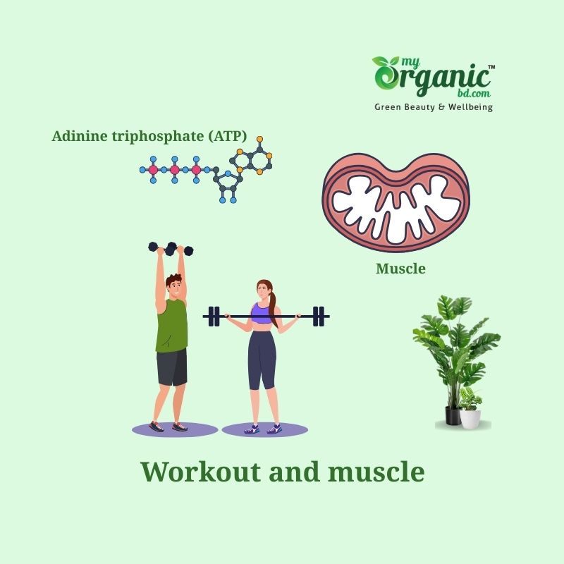 What Happens When You Work Out?