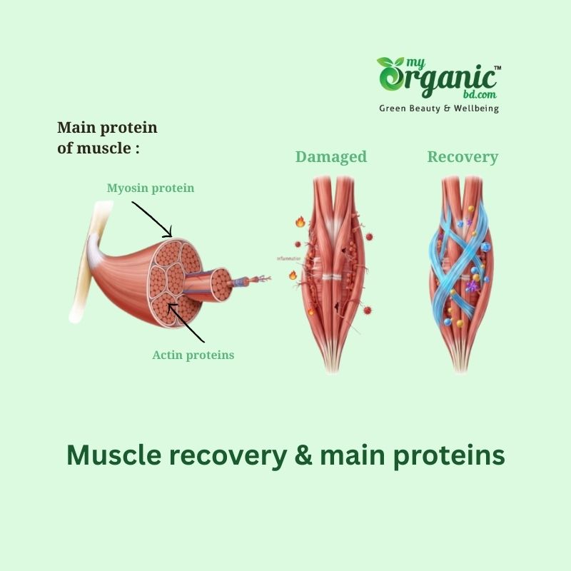 What Is Muscle Recovery? 