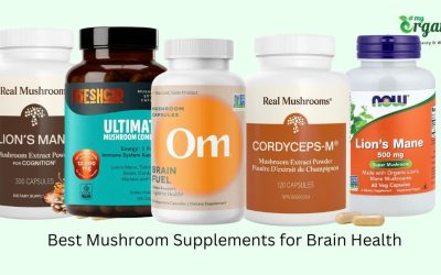 Best Mushroom Supplements For Brain Health: Focus & Memory