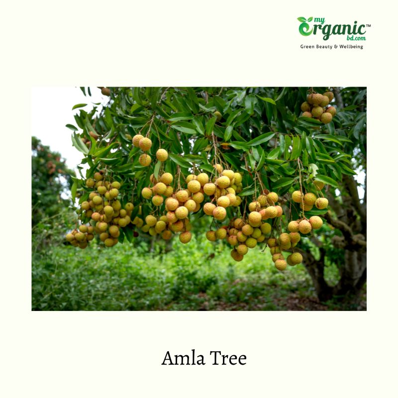 Amla (Indian Gooseberry): 10 Health Benefits 1 Amla