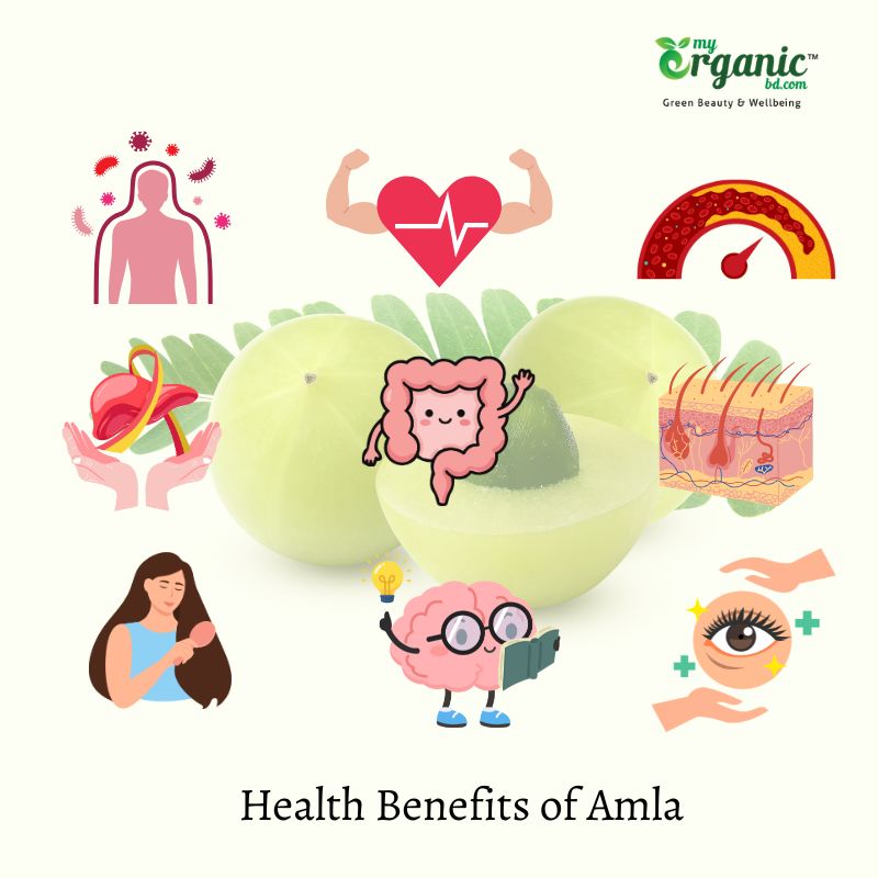 Amla (Indian Gooseberry): 10 Health Benefits 2 Amla