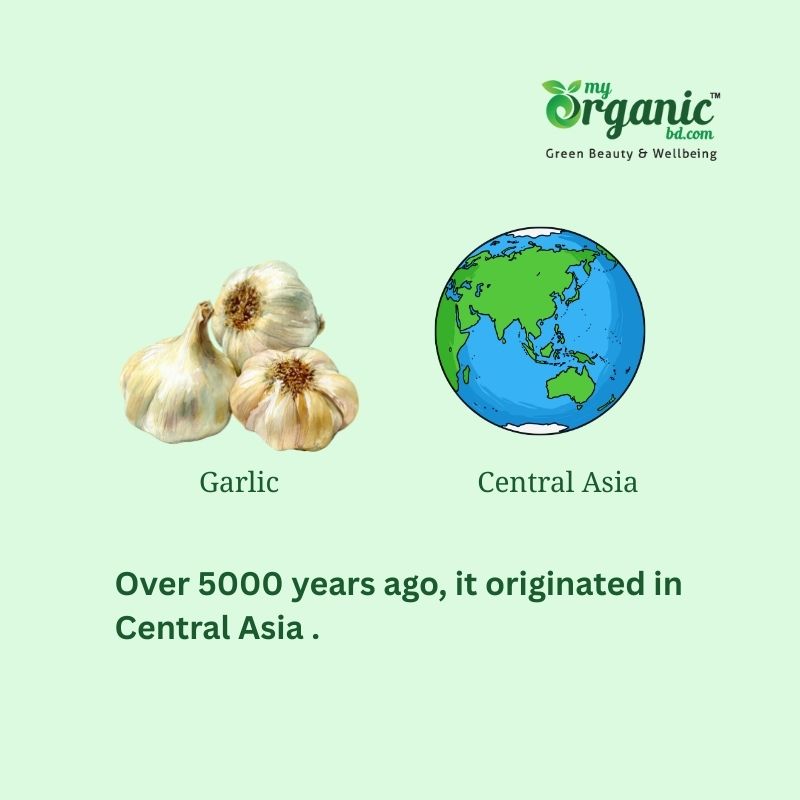 Garlic The Bright Bulb: Nutrition, Health Benefits & More 2 What Is The History Of Garlic?